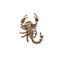 Scorpion Lapel Pin